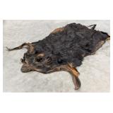 Huge 6ft Long Tanned Wild Boar Hide Taxidermy