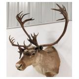 Huge Caribou Shoulder Mount Taxidermy