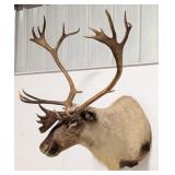 Caribou Shoulder Mount Taxidermy