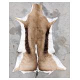 Tanned African Springbok Taxidermy Hide