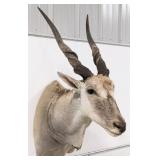 Common Eland Shoulder Mount Taxidermy