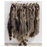 (9) Dried Racoon Full Pelts on Stringer