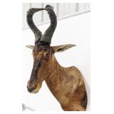 African Hartebeest Shoulder Mount Taxidermy