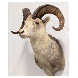Large Stone Sheep Shoulder Mount Taxidermy