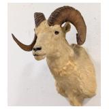 Vtg Dall Sheep Shoulder Mount Taxidermy