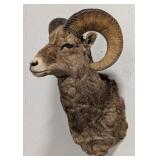 Big Horn Sheep Shoulder Mount Taxidermy