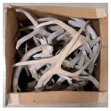 24lbs of Dried Antler Sheds
