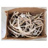 35lbs of Dried Antler Sheds
