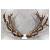 Large Red Stag Antler & Skull Plate Mount