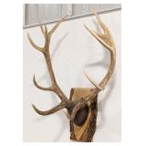 Red Deer Stag Antler Mount on Live Edge Plaque