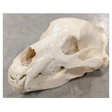 MONSTER Kodiak Bear Skull Taxidermy by Jonas Bros