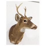 Vtg 4-Point Whitetail Deer Shoulder Mount Taxiderm