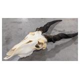 African Eland Skull & Horn Taxidermy