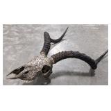 Decorated African Impala Skull & Horn Taxidermy