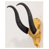 African Springbok Skull & Horn Taxidermy Mount