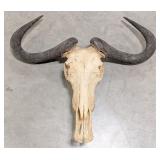 Vtg African Blue Wildebeest Skull & Horn Mount