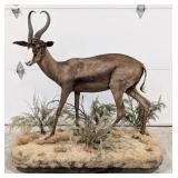 African Black Springbok Full Body Taxidermy on Rol