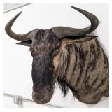 African Blue Wildebeest Shoulder Mount Taxidermy