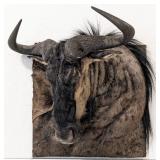 African Blue Wildebeest Square Hide Shoulder Mount