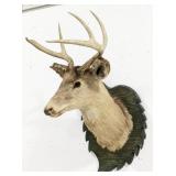 Vtg 5-Point Mule Deer Shoulder Mount Taxidermy on