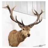 Quality Large Red Stag Shoulder Mount Taxidermy