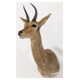 African Common Reedbuck Taxidermy Shoulder Mount