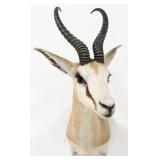 African Springbock Shoulder Mount Taxidermy