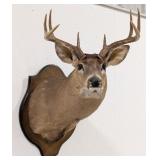 8-Point Whitetail Deer Shoulder Mount Taxidermy on