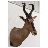 African Hartebeest Shoulder Mount Taxidermy