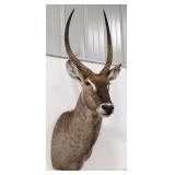 Common African Waterbuck Shoulder Mount Taxidermy