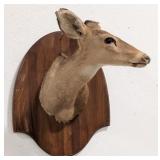 Whitetail Deer Doe Shoulder Mount Taxidermy on Pla