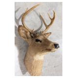 Vtg 8-Point Whitetail Deer Shoulder Mount Taxiderm