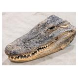 American Alligator Head Taxidermy