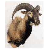 Black & Cream Corsican Ram Shoulder Mount Taxiderm