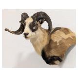 Corsican Ram Shoulder Mount Taxidermy