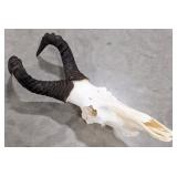 African Hartebeest Skull & Horn Mount