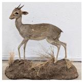 African Dik-Dik Full Body Taxidermy Mount on Base