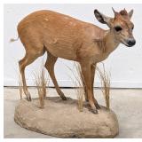 African Red Duiker Full Body Taxidermy Mount on Ba