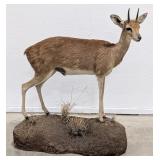 African Oribi Full Body Taxidermy Mount on Base.