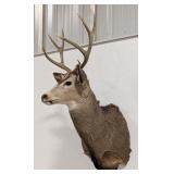 7-Point Mule Deer Shoulder Mount Taxidermy
