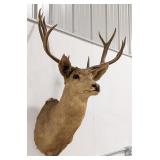 Vtg 10-Point Mule Deer Shoulder Mount Taxidermy