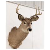 6-Point Whitetail Deer Shoulder Mount Taxidermy