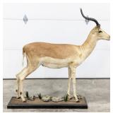 Full Body African Impala Taxidermy Mount on Base