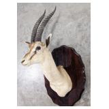 Vtg African Gazelle Shoulder Mount Taxidermy on Pl