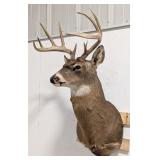 11-Point Whitetail Deer Shoulder Mount Taxidermy
