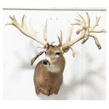 20+ Point Non-Typical Whitetail Deer Shoulder Moun