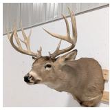 14-Point Whitetail Deer Shoulder Mount Taxidermy