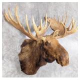 Vtg Bull Moose Shoulder Mount Taxidermy