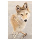 Large Coyote Shoulder Mount Taxidermy on Antler Ba