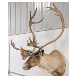 Large Caribou Shoulder Mount Taxidermy